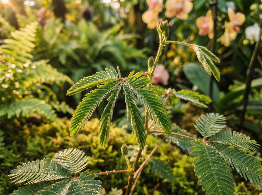 麻豆传媒含羞草视频